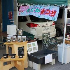 あびこのトキワパーク前でめだかすくい、めだか販売中