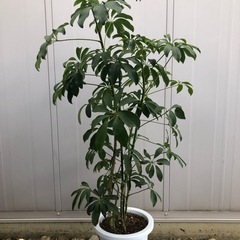 ホンコンカポック　シェフレラ　観葉植物
