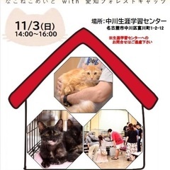 保護ねこ譲渡会　名古屋市　子猫から純血種まで！