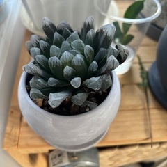 ハオルチア（受け渡し決定しました）