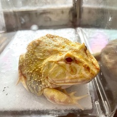 クランウェル　ツノガエル