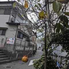 植木　柿（バケツに植えた柿）　10年以上