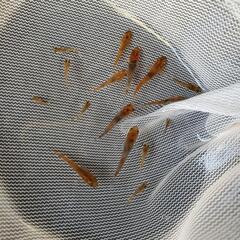【朱赤三色錦】めだか　10匹