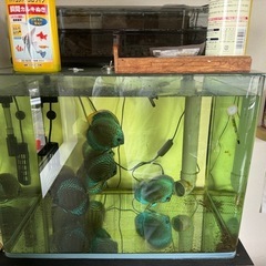 ディスカス8匹　水槽セット