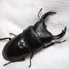 オオクワガタ1ペア+♀2頭の画像