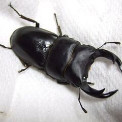 オオクワガタ1ペア+♀2頭の画像