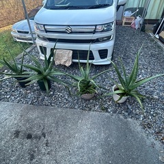 アロエ
