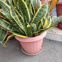 サンセベリア（虎の尾）　鉢植え