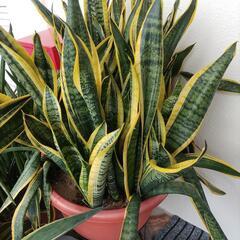 サンセベリア（虎の尾）　鉢植えの画像