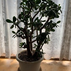 【決まりました】ほうじゅ④