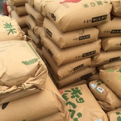 終了間近 新米 宇都宮市産 規格外 玄米約25kg 麦跡水稲栽培...