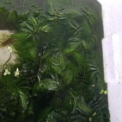 水草(マツモ) ※無農薬※の画像