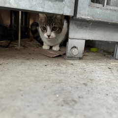 急募