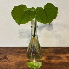 ☘️ウンベラータ　水挿し☘️の画像