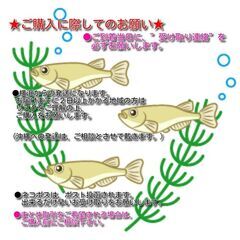 大増量！　変わりメダカ・めだか 朱赤系、ラメ系、青・黒系 ミックスの有精卵　24－14　20個→25個+α →30個の画像