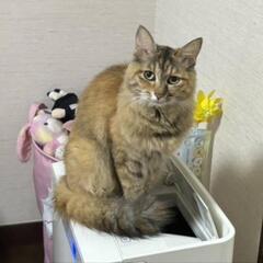 犬、猫に量子波動加工90日有効をプレゼントの画像