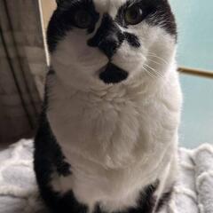 犬、猫に量子波動加工90日有効をプレゼントの画像