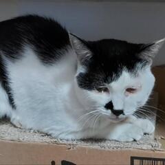 犬、猫に量子波動加工90日有効をプレゼントの画像