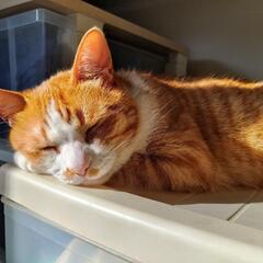 猫友募集中