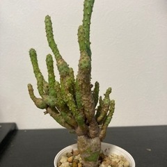 【20％オフ5/15】Opuntia vulgaris オプンチ...