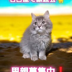 里親募集中！生後2ヵ月ラガマフィン♂ブルータビー(⋈◍＞◡＜◍)...