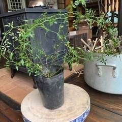 つる薔薇苗　大
