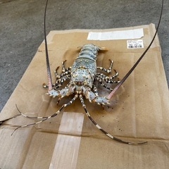 ゴシキエビの剥製