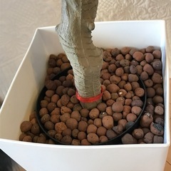 美品　ドラセナ　フェイクグリーン　観葉植物の画像