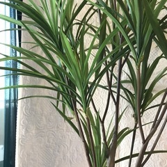 美品　ドラセナ　フェイクグリーン　観葉植物の画像