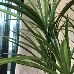 美品　ドラセナ　フェイクグリーン　観葉植物の画像