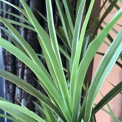 美品　ドラセナ　フェイクグリーン　観葉植物の画像