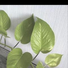 観葉植物　ポトスの苗