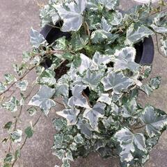 【取引中】植物 アイビー 鉢植え