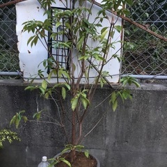 セイシカ　　　１４０センチ