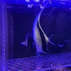 ツノダシ 海水魚 