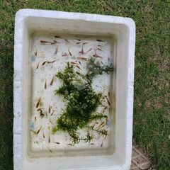 　取引中　メダカ色々ミックスセットです、無料でお分けします２０匹...