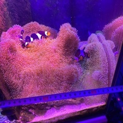 ①海水魚　ハタゴイソギンチャク　おまけでペルクラクラウン2匹の画像