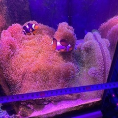 ①海水魚　ハタゴイソギンチャク　おまけでペルクラクラウン2匹の画像