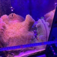 ①海水魚　ハタゴイソギンチャク　おまけでペルクラクラウン2匹の画像
