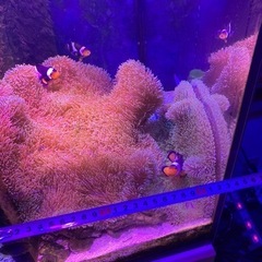 ①海水魚　ハタゴイソギンチャク　おまけでペルクラクラウン2匹の画像