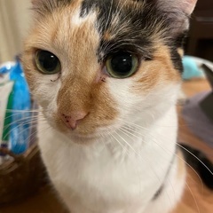 小柄な三毛猫さんです