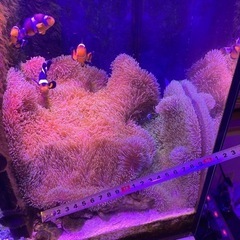 ② 海水魚　ハタゴイソギンチャク おまけでペルクラクラウン2匹の画像