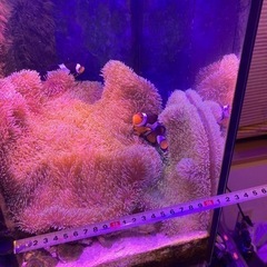 ② 海水魚　ハタゴイソギンチャク おまけでペルクラクラウン2匹の画像