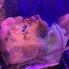 ② 海水魚　ハタゴイソギンチャク おまけでペルクラクラウン2匹の画像