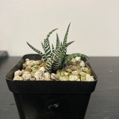 【20%オフ　5/23】ハオルシア　十二の巻　アロエ　観葉植物　...