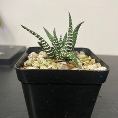 【20%オフ7/17】【20%オフ　5/23】ハオルシア　十二の巻　アロエ　観葉植物　多肉植物　ガーデニング　ビザールプランツ　グリーン　緑生活雑貨 家庭用品 ガーデニングの画像