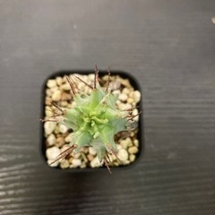 ユーフォルビア　ホリダ　観葉植物　塊根植物　ビザールプランツ　多...