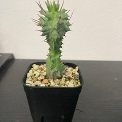 ユーフォルビア　ホリダ　観葉植物　塊根植物　ビザールプランツ　多肉植物　グリーン　ガーデニング　サボテン　の画像