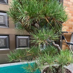 松の盆栽①の画像