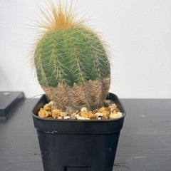 【20%オフ　5/15】【写真更新】キンコウマル　　サボテン　鉢付き